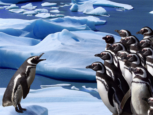 Glissade de pingouins gratuit sur Jeu.org