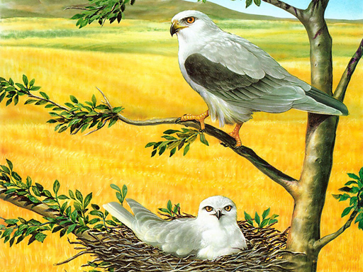 Puzzle Oiseaux de proie gratuit sur Jeu.org